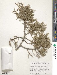 Juniperus osteosperma image