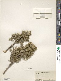 Juniperus osteosperma image