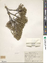 Juniperus osteosperma image