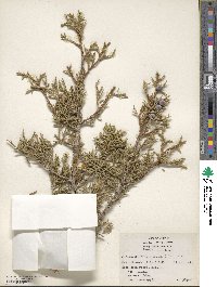 Juniperus osteosperma image