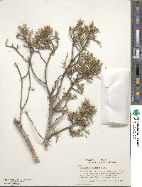 Juniperus pinchotii image