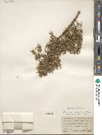 Juniperus pinchotii image