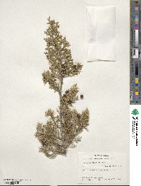 Juniperus pinchotii image