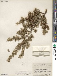 Juniperus pinchotii image