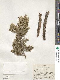 Juniperus pinchotii image