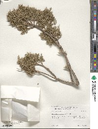 Juniperus pinchotii image