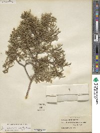 Juniperus pinchotii image