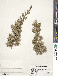 Juniperus pinchotii image