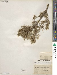 Juniperus pinchotii image