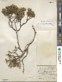 Juniperus pinchotii image