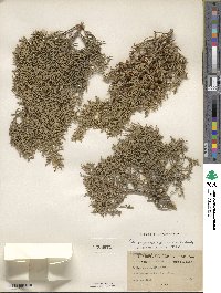 Juniperus pinchotii image