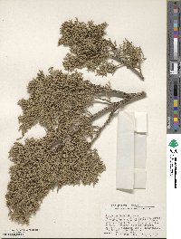 Juniperus pinchotii image