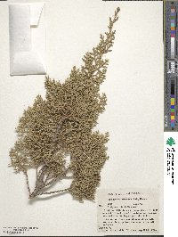 Juniperus pinchotii image