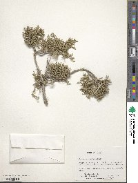 Juniperus pinchotii image