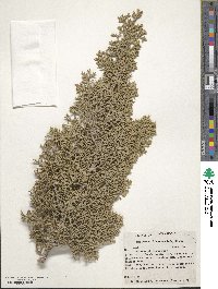 Juniperus pinchotii image