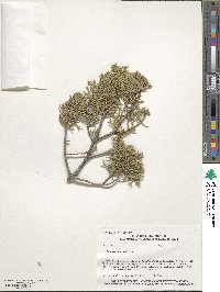 Juniperus pinchotii image