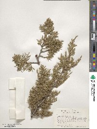 Juniperus pinchotii image