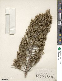 Juniperus pinchotii image