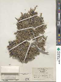 Juniperus scopulorum image