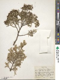 Juniperus scopulorum image