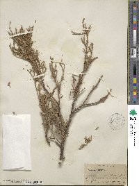 Juniperus scopulorum image