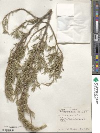 Juniperus scopulorum image