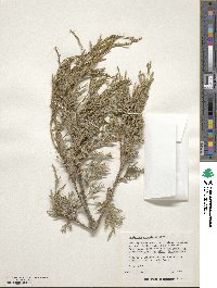 Juniperus scopulorum image