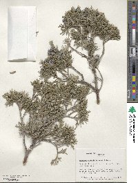 Juniperus scopulorum image