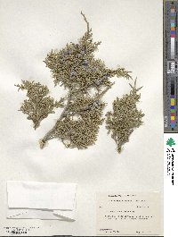 Juniperus scopulorum image