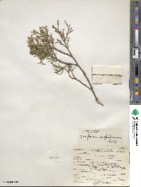 Juniperus scopulorum image