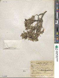 Juniperus scopulorum image