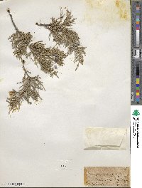 Juniperus scopulorum image