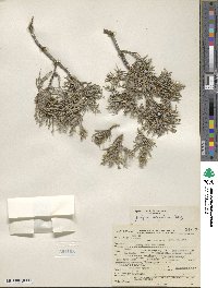 Juniperus scopulorum image