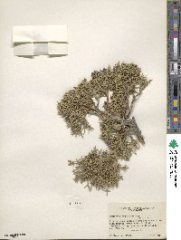 Juniperus scopulorum image