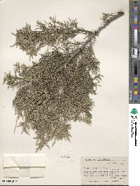 Juniperus scopulorum image