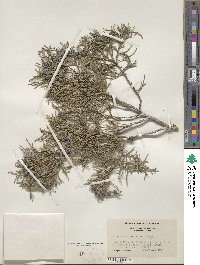 Juniperus scopulorum image