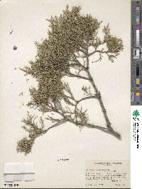 Juniperus scopulorum image