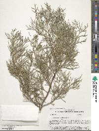 Juniperus scopulorum image