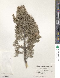 Juniperus scopulorum image