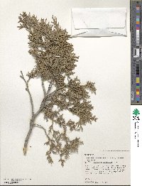 Juniperus scopulorum image