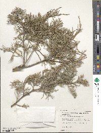 Juniperus scopulorum image