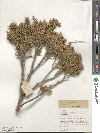 Juniperus scopulorum image