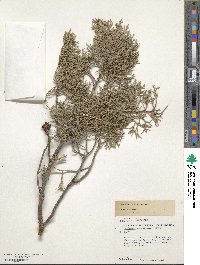 Juniperus scopulorum image