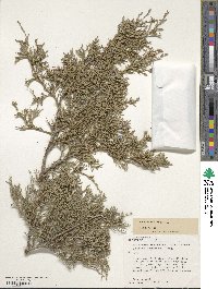 Juniperus scopulorum image