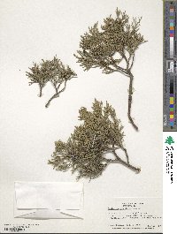 Juniperus scopulorum image