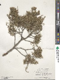 Juniperus scopulorum image