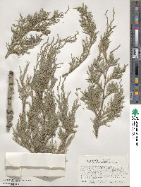 Juniperus scopulorum image