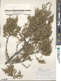 Juniperus scopulorum image