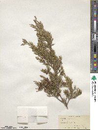 Juniperus scopulorum image