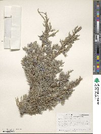 Juniperus scopulorum image